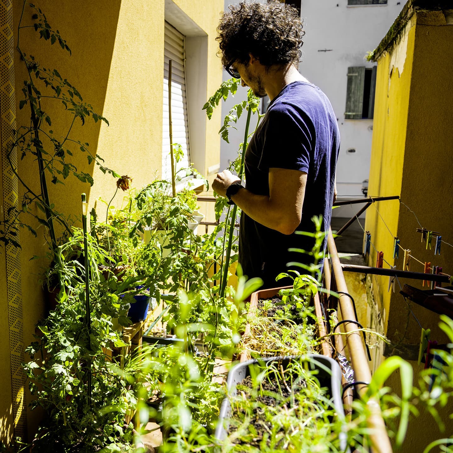 Nella selva.

#ilbalcorto #ortobiologico #estate2021 #summer2021 #vegetablegarden #datteriniebasilico #bioorto